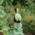 Papaver paeoniflorum | Peony Poppy 'Black' seeds