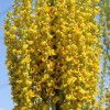 dark mullein yellow flower seeds