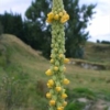 common mullein Verbascum thapsus seeds