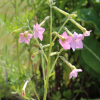 whisper shades of rose tobacco seeds
