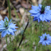 Nigella damascena miss jekyll sky blue seeds