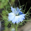 sky blue Nigella damascena seeds