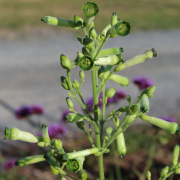 Nicotiana paniculata seeds