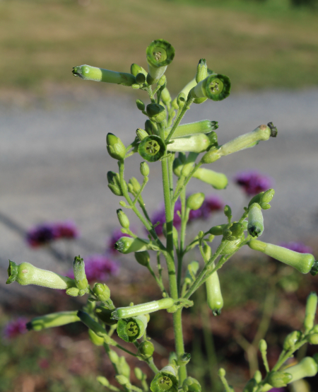 Nicotiana paniculata seeds