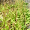 broad leaf plantain seeds