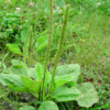 broadleaf plantago plantain seeds
