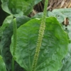 plantago major broadleaf seeds