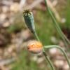 atlas poppy seeds