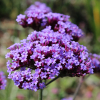 purple top flower seeds