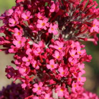 bright pink butterfly bush prince charming seeds