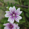 Mystic Merlin Mallow seeds white and purple stripes