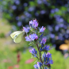 blue echium with butterfly