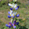 andean lupine blue javelin seeds