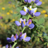 blue javelin andean lupine seeds