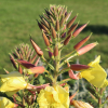 Oenothera biennis flower seeds