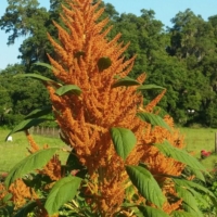 amaranthus orange giant seeds