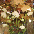 Semiaquilegia ecalcara | 'Double-Flowered White' Spurless Columbine seeds