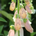 Digitalis purpurea | 'Suttons Apricot' Foxglove seeds
