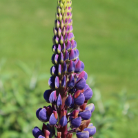 purple and blue lupine seeds