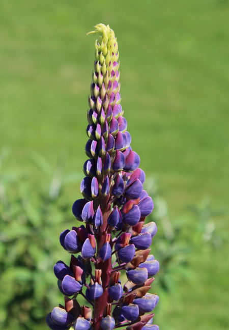 purple and blue lupine seeds