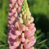 pink and white russell lupine seeds