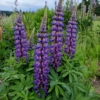 lupine seeds purple and blue