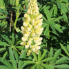 yellow russel lupine seeds