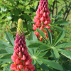 Lupinus polyphyllus red and pink seeds