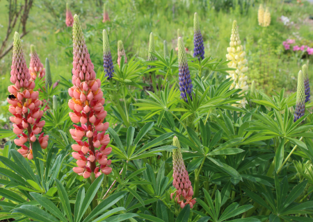 lupine color mix