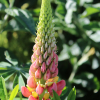 pink and yellow Lupinus polyphyllus seeds