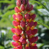 Lupinus polyphyllus russel lupine seeds