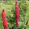 red lupine seeds