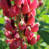colorful seed pods on lupine