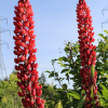 bright red Lupinus polyphyllus seeds