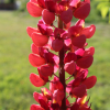 Lupinus polyphyllus bright red lupine seeds