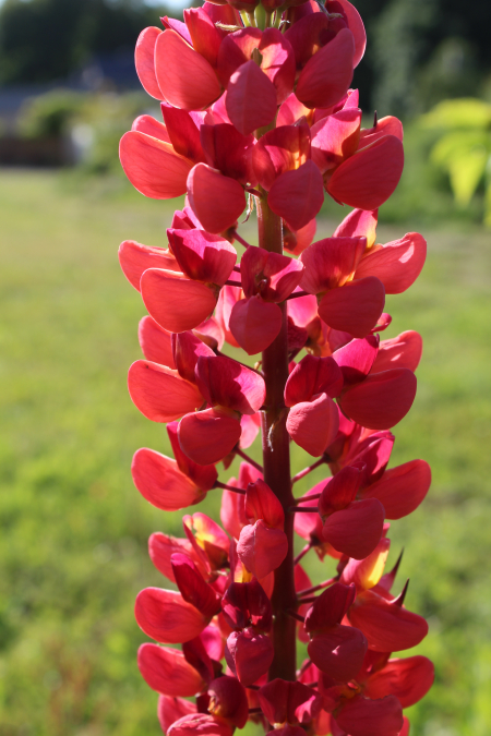 Lupinus polyphyllus bright red lupine seeds