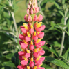 Lupinus polyphyllus yellow and pink seeds