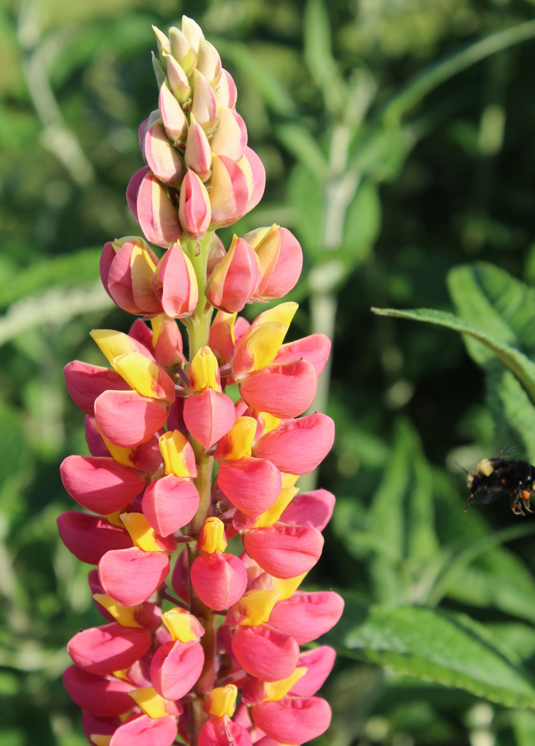 Details about   20Pcs Seeds Lupine Flowers Mixed Pink White Yellow Red Purple Dark Red Colors 