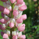 pink and white Lupinus polyphyllus seeds