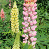 russell lupine hybrid seed mix