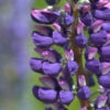 Lupinus polyphyllus russell lupine seeds