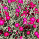 Lychnis coronaria rose campion seeds