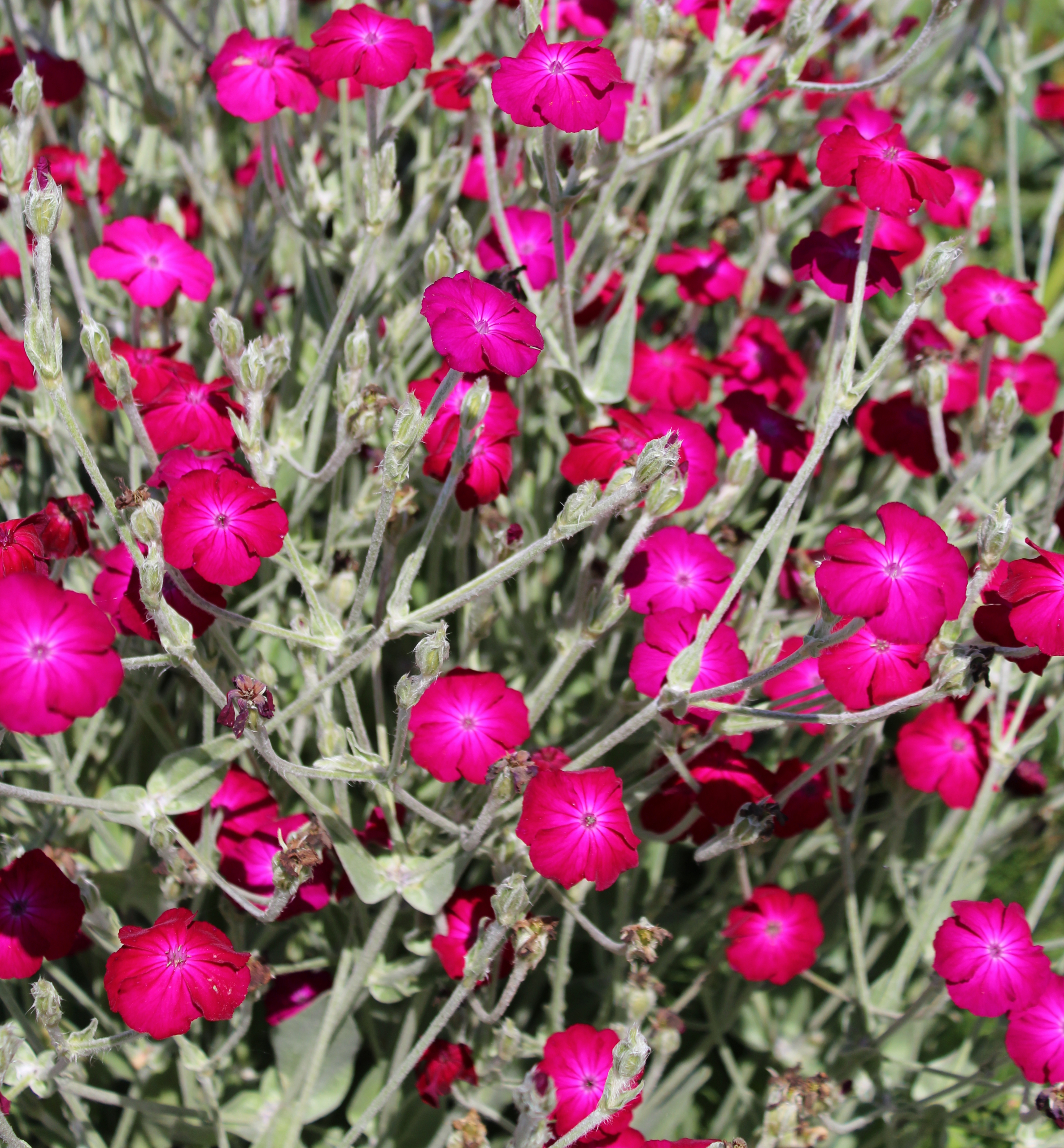 ROSE CAMPOIN 130 SEEDS LYCHNIS CORONARIA WHITE X PINK CENTER and ALL WHITE