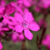 Maiden Pink 'True wild form' seeds