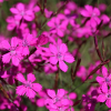 Pink 'True wild form' carnation seeds