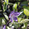 'Bellingrath Gardens' Chili Pepper flower seeds