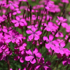wild dianthus pink seeds