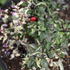 chili pepper Capsicum annuum seeds