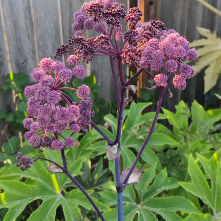 Purple Angelica seeds
