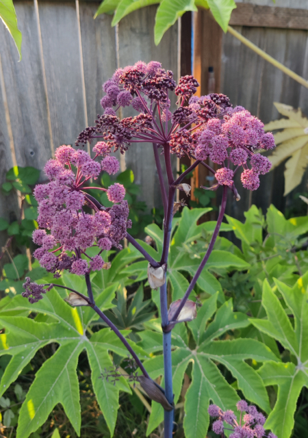 Purple Angelica seeds